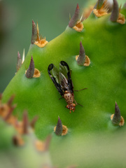 Diacrita costalis