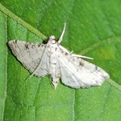 Lamprosema