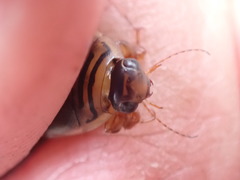 Acilius semisulcatus