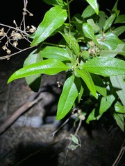 Olearia fulgens