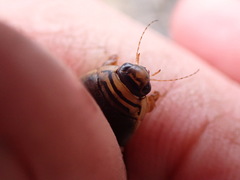 Acilius semisulcatus