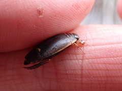 Acilius semisulcatus