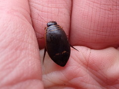 Acilius semisulcatus