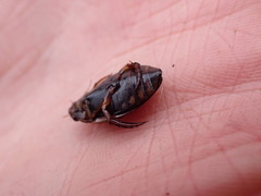 Acilius semisulcatus