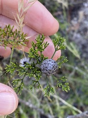 Petrophile canescens