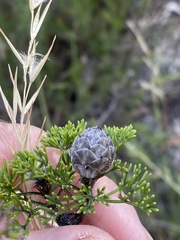 Petrophile canescens