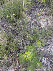 Petrophile canescens