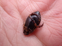 Acilius semisulcatus