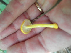 Cyptotrama chrysopepla