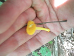 Cyptotrama chrysopepla