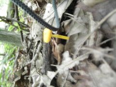 Cyptotrama chrysopepla