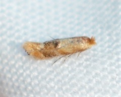 Bucculatrix coronatella
