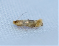 Bucculatrix coronatella