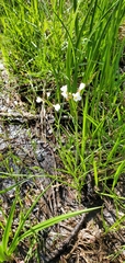 Cardamine penduliflora