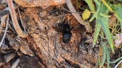 Xylocopa californica
