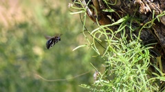 Xylocopa californica