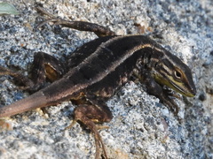 Liolaemus cyanogaster