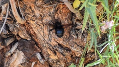 Xylocopa californica