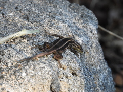 Liolaemus cyanogaster