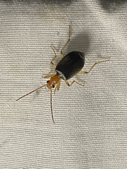 Brachinus adustipennis