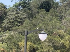 Motacilla alba