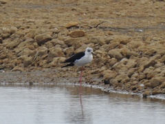 Himantopus himantopus