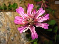 Astragalus sinicus