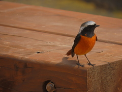 Phoenicurus auroreus