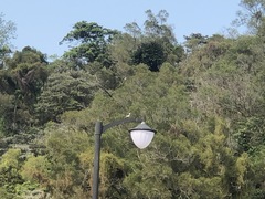 Motacilla alba