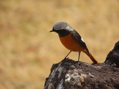 Phoenicurus auroreus