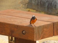 Phoenicurus auroreus