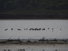 Himantopus himantopus