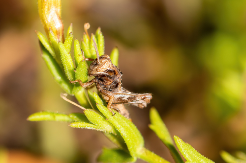 Handsome Florida Grasshopper photo 4