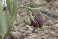 Fritillaria michailovskyi
