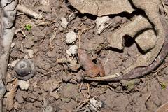 Santa Catarina Tropical Bullfrog photo 3