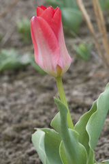 Tulipa fosteriana