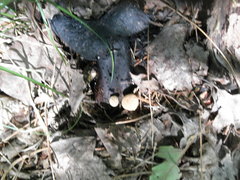 Asterophora lycoperdoides