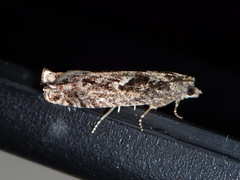 Pseudexentera spoliana