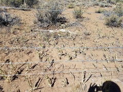 Linaria dalmatica dalmatica