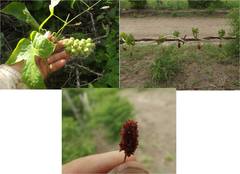 Disciphania mexicana