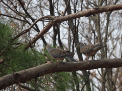 Streptopelia orientalis