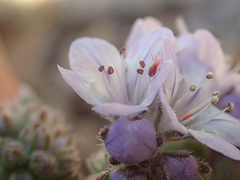 Phacelia breweri