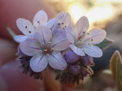 Phacelia breweri