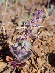 Streptanthus hispidus