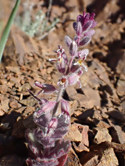 Streptanthus hispidus