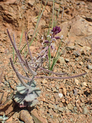 Streptanthus hispidus