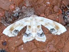 Holocryptis phasianura