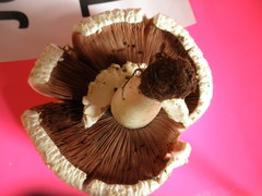 Agaricus crocodilinus