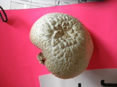 Agaricus crocodilinus