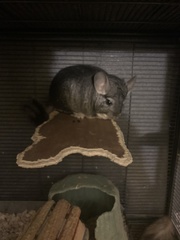 Chinchilla